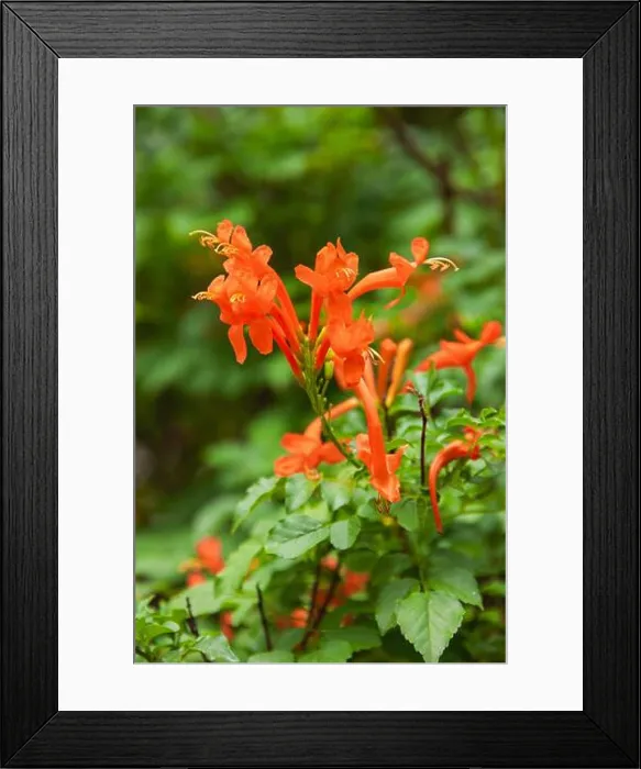 Framed Print : the Cape honeysuckle scrambling shrub Framed Print : the Cape honeysuckle scrambling shrub