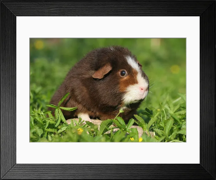 Framed Print : US Teddy guinea pig Framed Print : US Teddy guinea pig