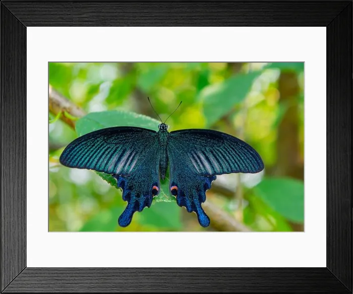 Framed Print : Close up shot of a Papilio bianor butterfly at Taiwan Framed Print : Close up shot of a Papilio bianor butterfly at Taiwan