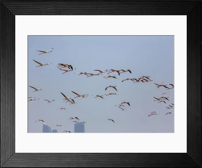 Framed Print : Flock of Greater Flamingos (Phoenicopterus roseus) in Ras Al Khor Wildlife Sanctuary in Dubai Framed Print : Flock of Greater Flamingos (Phoenicopterus roseus) in Ras Al Khor Wildlife Sanctuary in Dubai