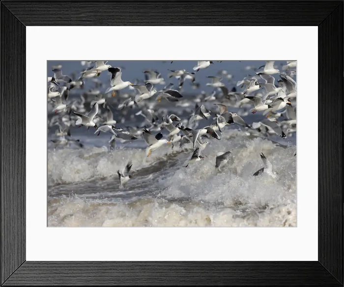 Framed Print : Gulls in feeding frenzy Framed Print : Gulls in feeding frenzy