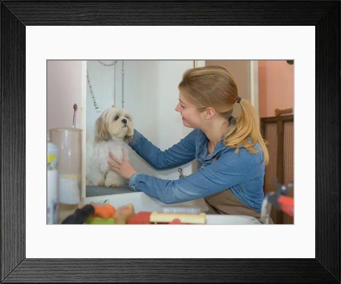 Framed Print : cute little dog at groomer salon Framed Print : cute little dog at groomer salon