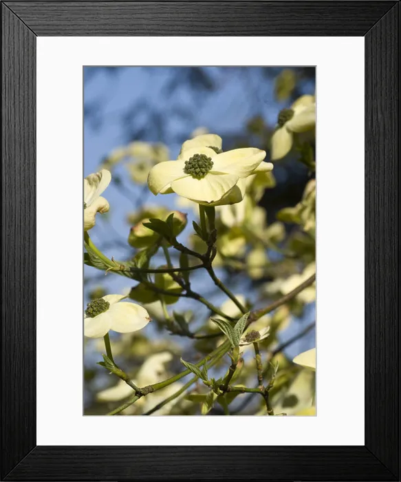 Framed Print : pacific dogwood, cornus nuttallii Framed Print : pacific dogwood, cornus nuttallii