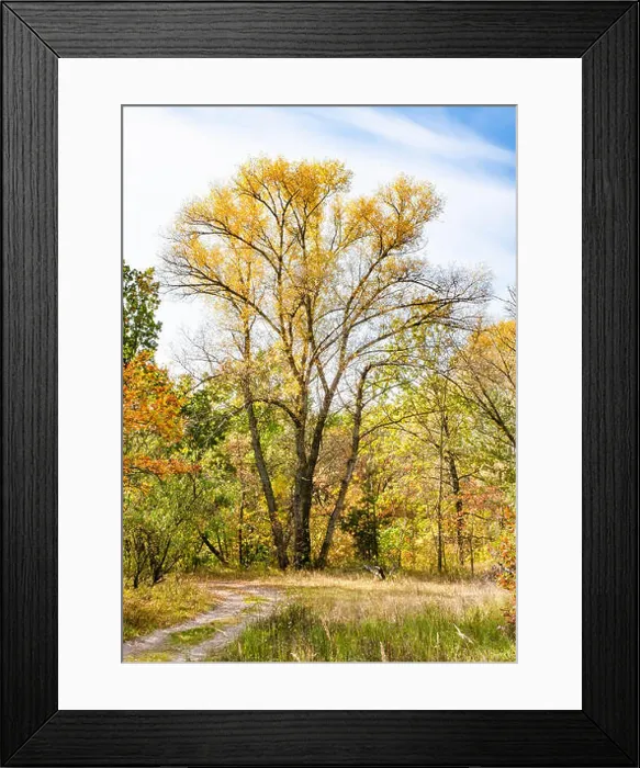 Framed Print : Colorful forest in Ukraine during a sunny autumn day. The trees are tinted with red, orange, yellow and green Framed Print : Colorful forest in Ukraine during a sunny autumn day. The trees are tinted with red, orange, yellow and green