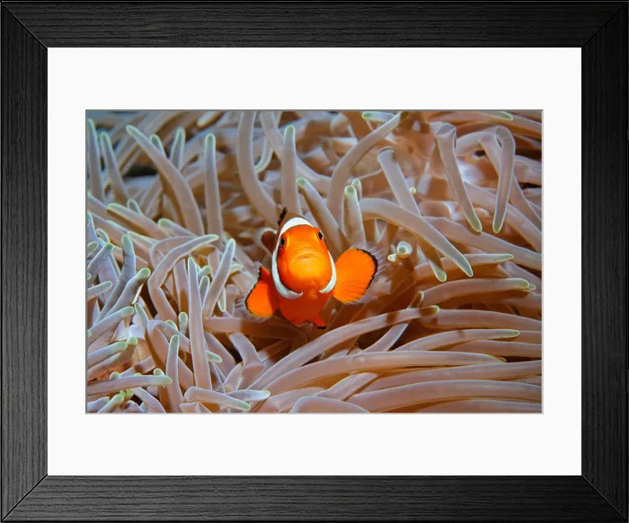 Framed Print : Clown Anemonefish (Amphiprion ocellaris) in host anemone (Heteractis crispa), Kuda, Bali, Indonesia, Pacific Ocean Framed Print : Clown Anemonefish (Amphiprion ocellaris) in host anemone (Heteractis crispa), Kuda, Bali, Indonesia, Pacific Ocean