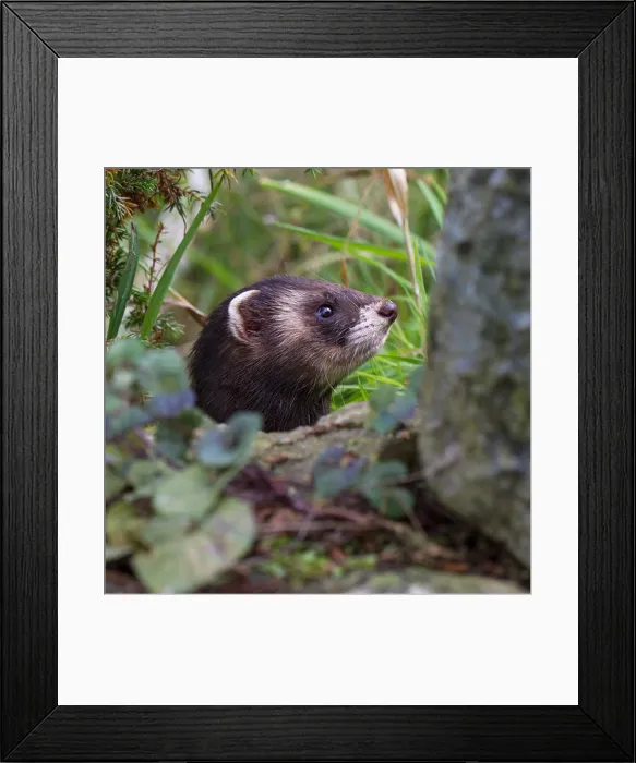 Framed Print : Close-up of a European polecat (Mustela putorius) poking its head out of a hole / burrow Framed Print : Close-up of a European polecat (Mustela putorius) poking its head out of a hole / burrow