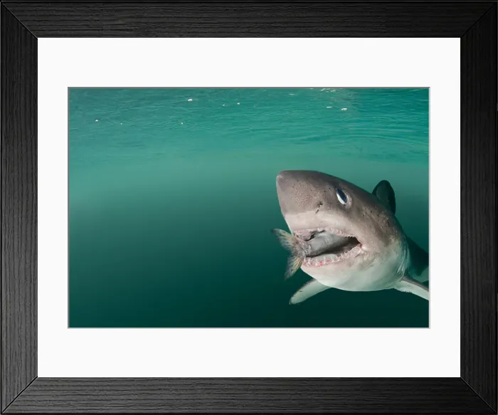 Framed Print : salmon shark, Lamna ditropis, with salmon in mouth, Prince William Sound, Alaska, U.S.A Framed Print : salmon shark, Lamna ditropis, with salmon in mouth, Prince William Sound, Alaska, U.S.A