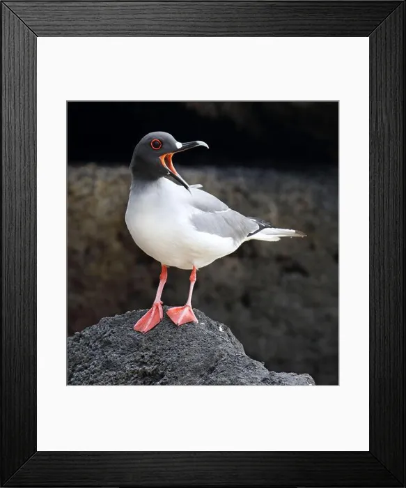 Framed Print : Swallow-tailed Gull (Creagrus furcatus) on the Galapagos islands, Ecuador. Adult standing on a rock, calling loudly Framed Print : Swallow-tailed Gull (Creagrus furcatus) on the Galapagos islands, Ecuador. Adult standing on a rock, calling loudly