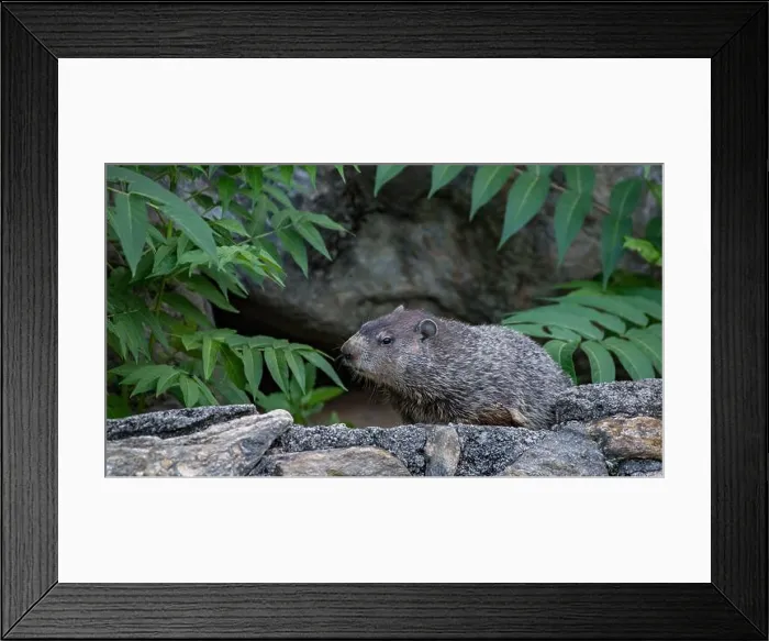 Framed Print : A closeup of a groundhog, Marmota monax, also known as a woodchuck
