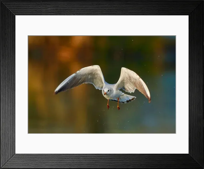 Framed Print : Black headed gull in fast flight with droplets Framed Print : Black headed gull in fast flight with droplets