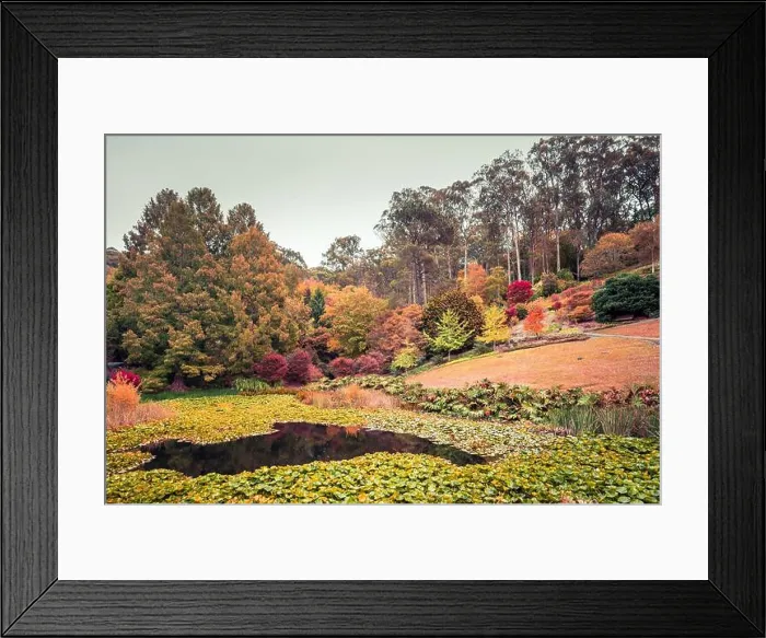 Framed Print : Pond with water lilies in Mount Lofty botanic garden during autumn, Adelaide Hills, South Australia Framed Print : Pond with water lilies in Mount Lofty botanic garden during autumn, Adelaide Hills, South Australia