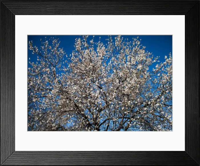 Framed Print : A low angle view of an almond tree blossoming in spring Framed Print : A low angle view of an almond tree blossoming in spring