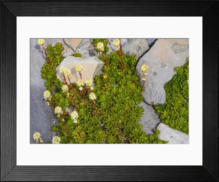 Framed Print : Partridgefoot, Luetkea pectinata Framed Print : Partridgefoot, Luetkea pectinata