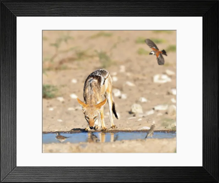 Framed Print : Black-back Jackal quenching its thirst at a watering hole with birds flying in to drink. Canis mesomelas Framed Print : Black-back Jackal quenching its thirst at a watering hole with birds flying in to drink. Canis mesomelas