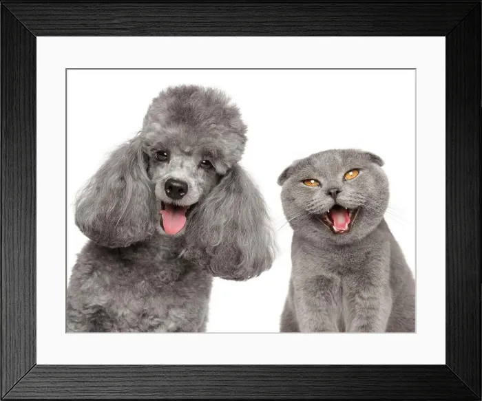 Framed Print : A happy gray poodle and a charming Scottish fold cat radiating joy on a white background Framed Print : A happy gray poodle and a charming Scottish fold cat radiating joy on a white background
