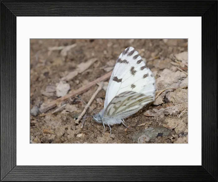 Framed Print : Spring White, Pontia sisymbrii, male mud-puddling Framed Print : Spring White, Pontia sisymbrii, male mud-puddling