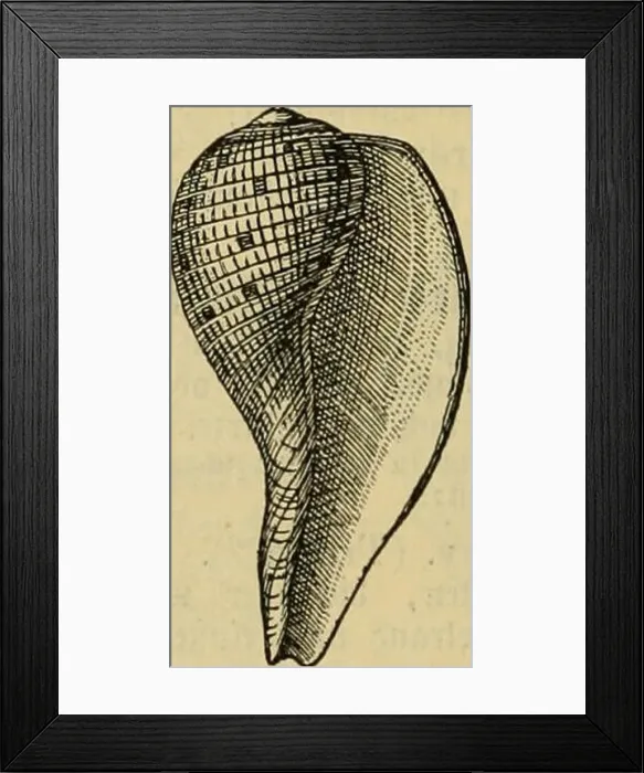 Framed Print : Dr. Johannes Leunis Synopsis der thierkunde