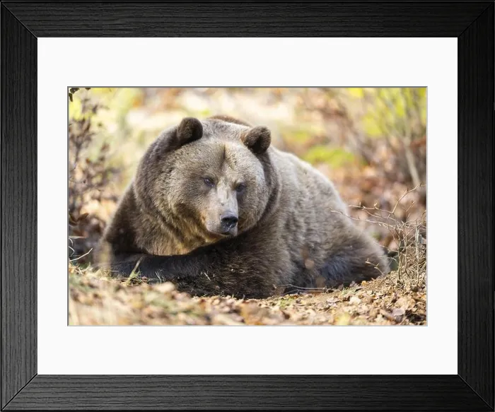 Framed Print : Eurasian Brown Bear (Ursus arctos arctos) lying in a forest, Bavaria, Germany, Europe Framed Print : Eurasian Brown Bear (Ursus arctos arctos) lying in a forest, Bavaria, Germany, Europe
