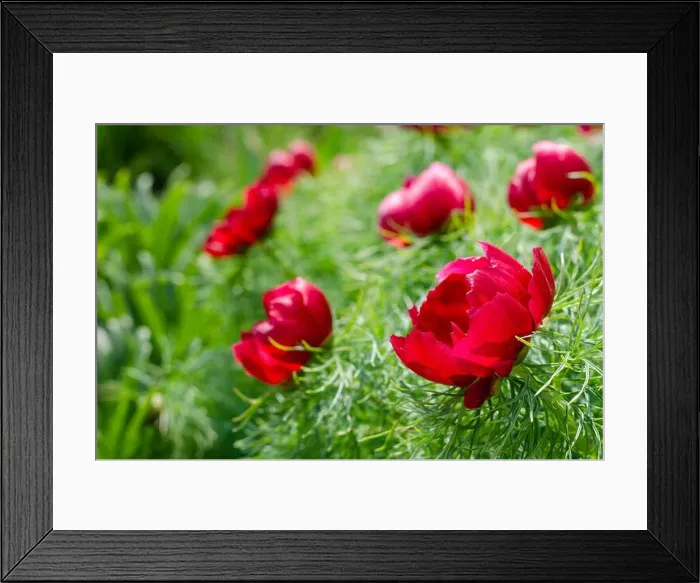 Framed Print : Small-leaved peony, or narrow-leaved peony (Paeonia tenuifolia L) Framed Print : Small-leaved peony, or narrow-leaved peony (Paeonia tenuifolia L)