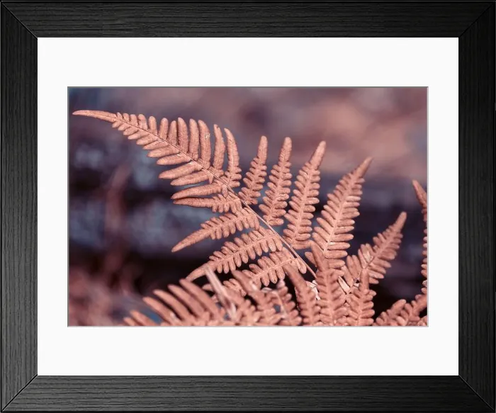 Framed Print : Autumn Fern Leaves in the forest. Fall seasonal background Framed Print : Autumn Fern Leaves in the forest. Fall seasonal background