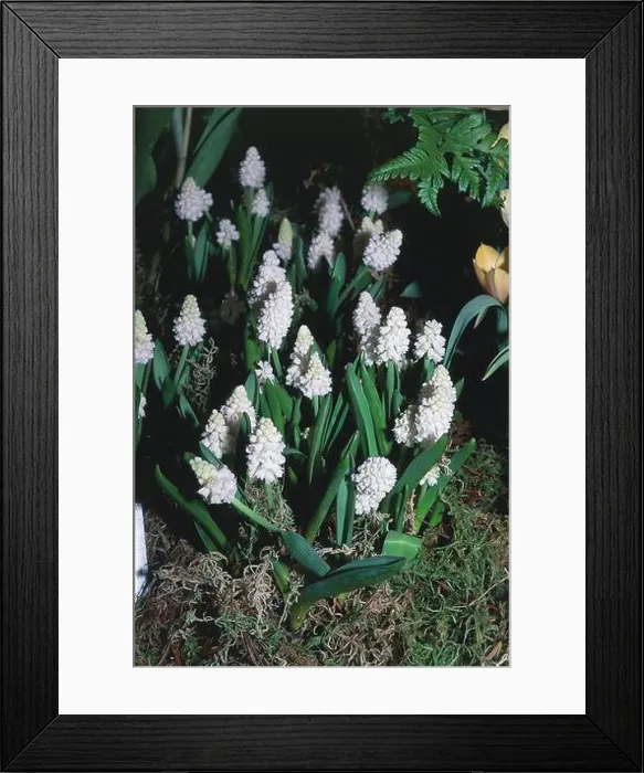 Framed Print : Botany, Liliaceae, Muscari (Muscari azureum album) Framed Print : Botany, Liliaceae, Muscari (Muscari azureum album)