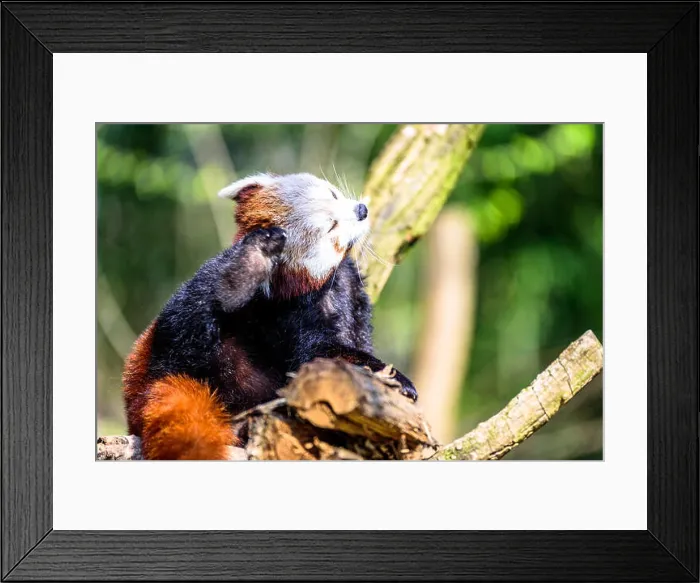 Framed Print : Cute small panda scratching itself and relaxing in the sun Framed Print : Cute small panda scratching itself and relaxing in the sun