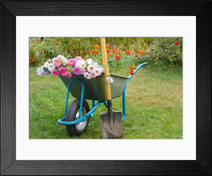 Framed Print : After work in the summer garden. Wheelbarrow with cutted out flowers and a spade on green grass Framed Print : After work in the summer garden. Wheelbarrow with cutted out flowers and a spade on green grass