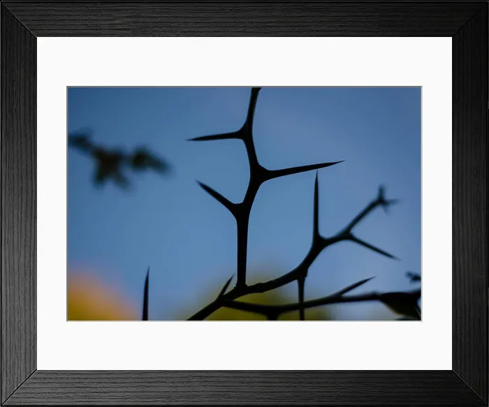 Framed Print : green thorns and leaves on blue background Framed Print : green thorns and leaves on blue background
