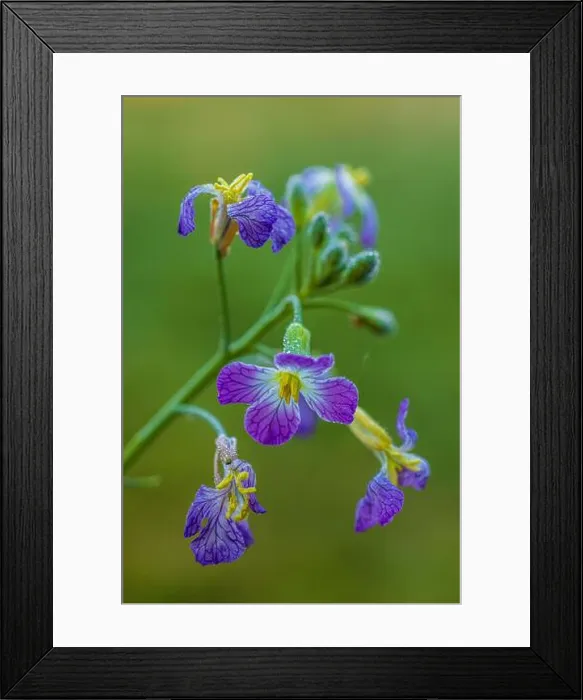 Framed Print : Garden radish (Raphanus sativus), close-up Framed Print : Garden radish (Raphanus sativus), close-up