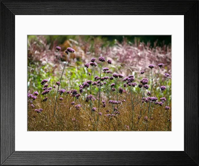 Framed Print : Vebena bonariensis in grasses Framed Print : Vebena bonariensis in grasses
