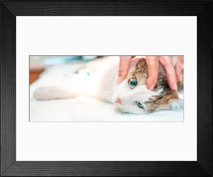 Framed Print : cat eye examination. drip drug into the eye. intervention in veterinary clinic Framed Print : cat eye examination. drip drug into the eye. intervention in veterinary clinic