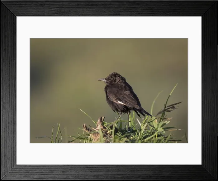 Framed Print : Northern anteater (Myrmecocichla aethiops) adult, standing on the ground, Lake Nakuru N. P. Great Rift Valley, Kenya Framed Print : Northern anteater (Myrmecocichla aethiops) adult, standing on the ground, Lake Nakuru N. P. Great Rift Valley, Kenya