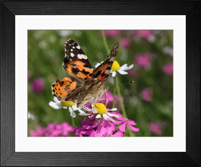 Framed Print : close up of Painted Lady butterfly on wild flower Framed Print : close up of Painted Lady butterfly on wild flower
