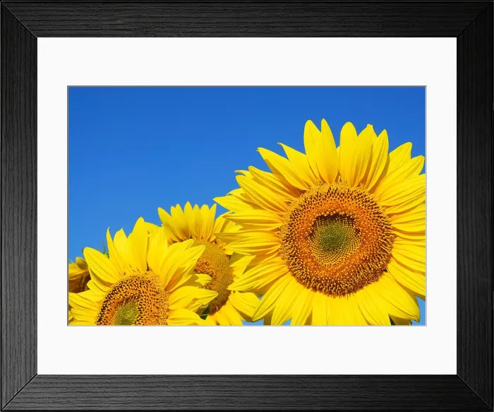 Framed Print : sunflower on blue sky background Framed Print : sunflower on blue sky background