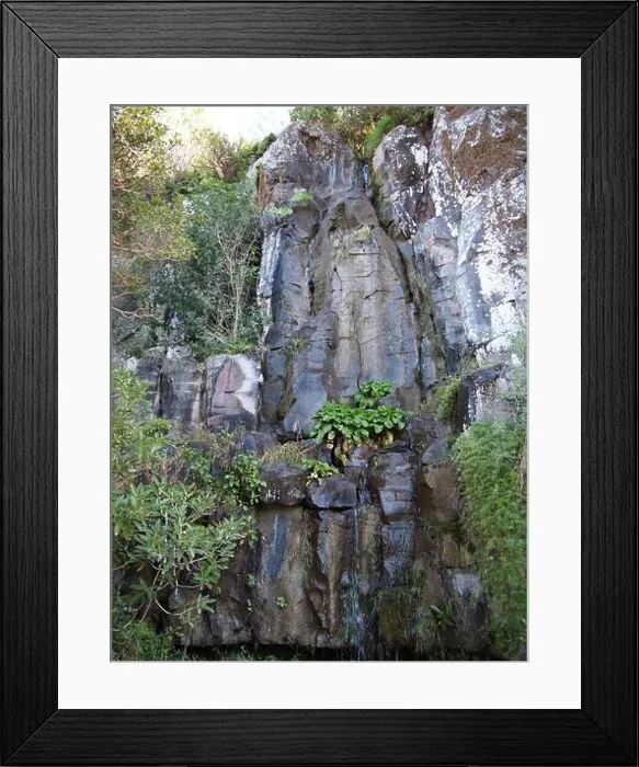 Framed Print : Botanical garden (Las Palmas de Gran Canaria, Gran Canaria, Province of Las Palmas, Spain) Framed Print : Botanical garden (Las Palmas de Gran Canaria, Gran Canaria, Province of Las Palmas, Spain)