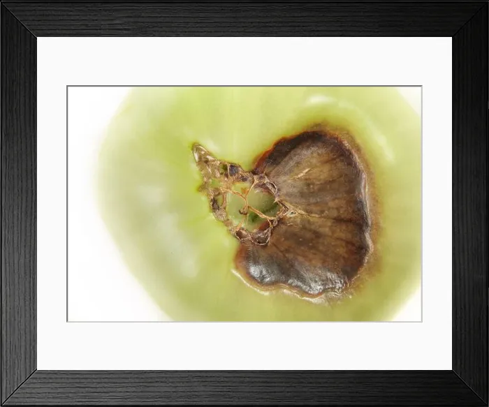 Framed Print : Top view of blossom end rot disease on tomato Framed Print : Top view of blossom end rot disease on tomato
