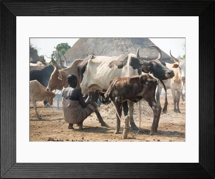 Framed Print : 31.10.2019, Belinkum, Gambela, Ethiopia - Cattle breeder of the Ethiopian ethnic group Nuer Framed Print : 31.10.2019, Belinkum, Gambela, Ethiopia - Cattle breeder of the Ethiopian ethnic group Nuer