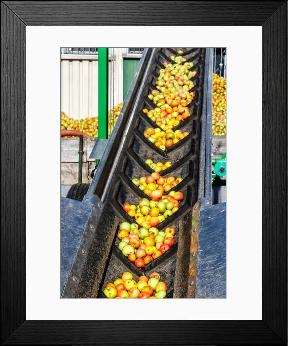 Framed Print : Fresh apples on the conveyor belt - delivery to a German cider-winery Framed Print : Fresh apples on the conveyor belt - delivery to a German cider-winery