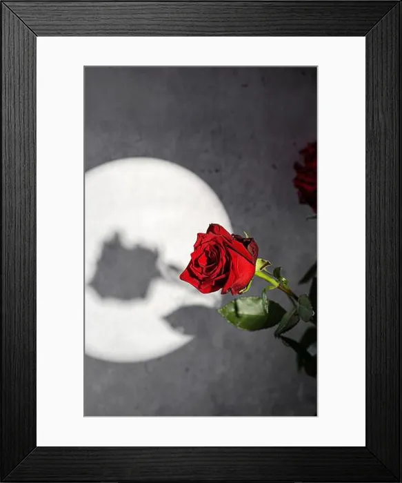 Framed Print : roses on a gray background with a gobo light effect. Black background, shadows Framed Print : roses on a gray background with a gobo light effect. Black background, shadows