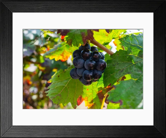 Framed Print : Bunch of purple grapes hanging on vine stock at wine yard, plantation in Spain Framed Print : Bunch of purple grapes hanging on vine stock at wine yard, plantation in Spain