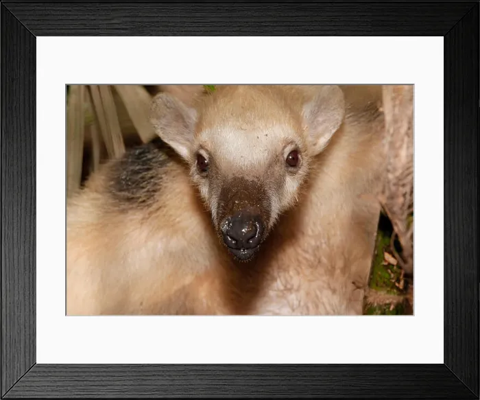 Framed Print : Southern Tamandua or Collared Anteater (Tamandua tetradactyla) Close Up Framed Print : Southern Tamandua or Collared Anteater (Tamandua tetradactyla) Close Up