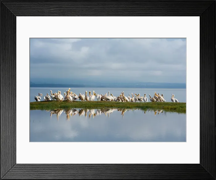 Framed Print : Great White Pelicans, Pelecanus onocrotalus, Lake Nakuru National Park, Kenya Framed Print : Great White Pelicans, Pelecanus onocrotalus, Lake Nakuru National Park, Kenya