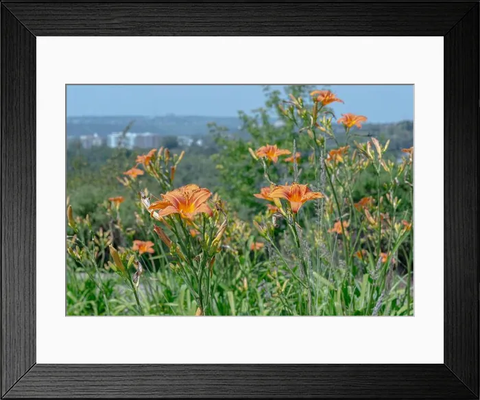 Framed Print : Daylily, bunch of Daylillies - Orange (Hemerocallis) Framed Print : Daylily, bunch of Daylillies - Orange (Hemerocallis)