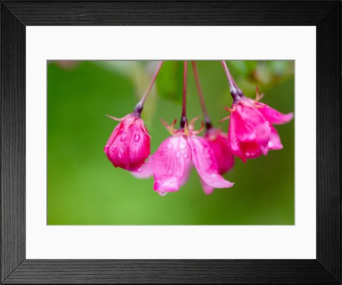 Framed Print : Vibrant pink flowers with delicate dew drops Framed Print : Vibrant pink flowers with delicate dew drops