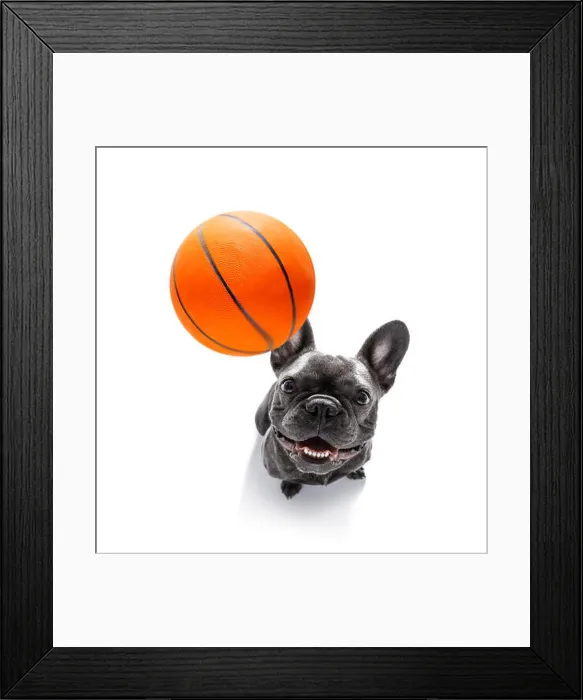 Framed Print : basketball french bulldog dog playing with ball, isolated on white background, wide angle fisheye view