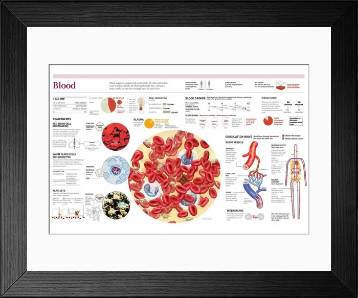 Framed Print : Infographics of the composition of blood Framed Print : Infographics of the composition of blood