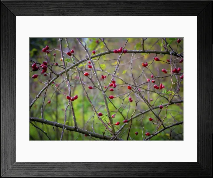 Framed Print : Closeup shot of dog rose berries hanging in the bush in autumn, month of October Framed Print : Closeup shot of dog rose berries hanging in the bush in autumn, month of October