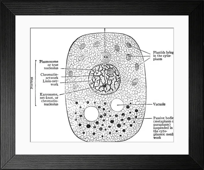 Framed Print : Pharmaceutical botany. Botany; Botany Framed Print : Pharmaceutical botany. Botany; Botany