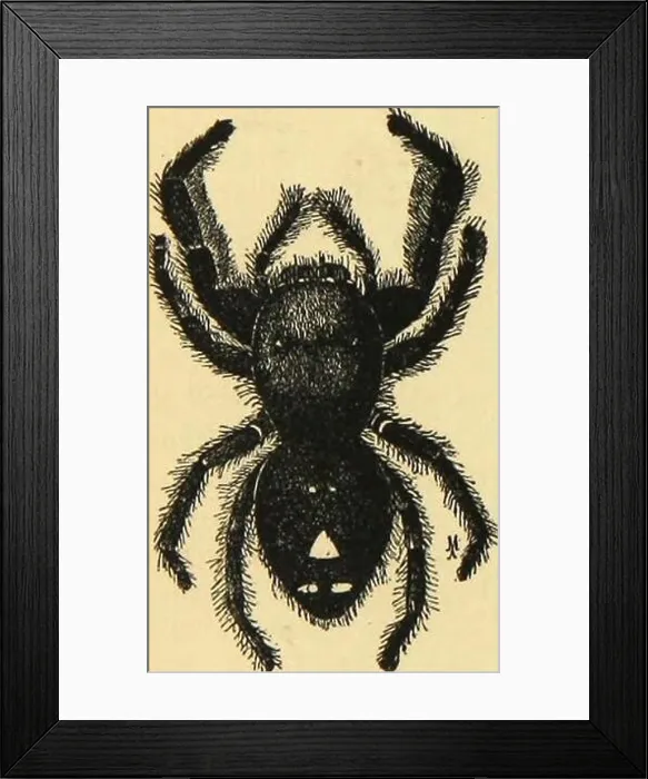Framed Print : Archive image from page 275 of American spiders and their spinning Framed Print : Archive image from page 275 of American spiders and their spinning