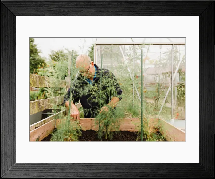 Framed Print : Senior man digging soil in allotment Framed Print : Senior man digging soil in allotment